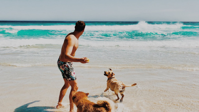Urlaub mit Hund