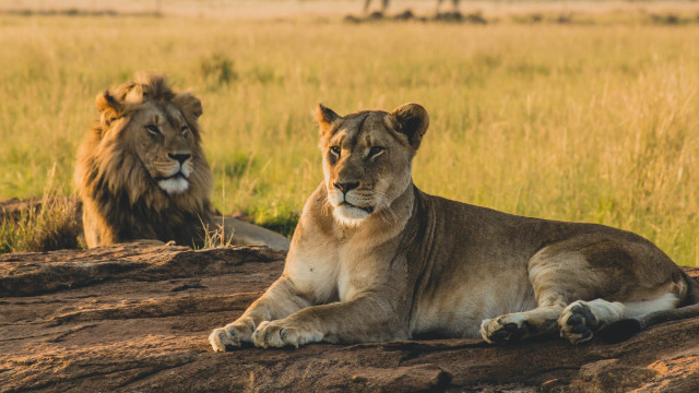 Safari